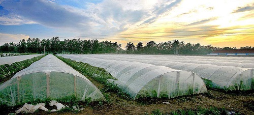 沒出倉庫就發(fā)黃，塑料吹膜如何選擇熒光增白劑？